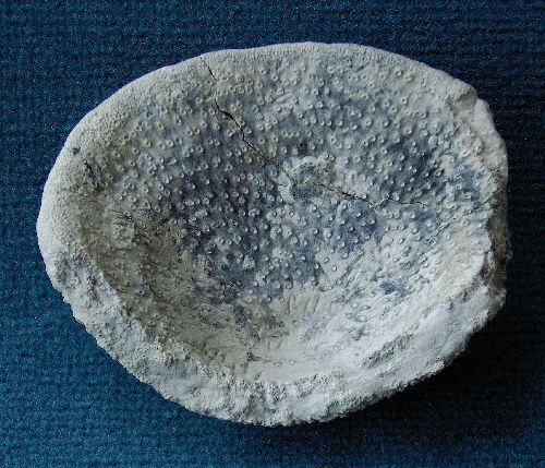 Locality. Teutonia, Misburg
Width: 100 mm
