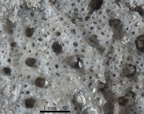 Locality: Teutonia, Misburg. Photomicrograph of etched dermal surface