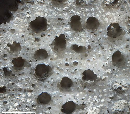 Locality: Teutonia, Misburg. Photomicrograph of etched gastral surface