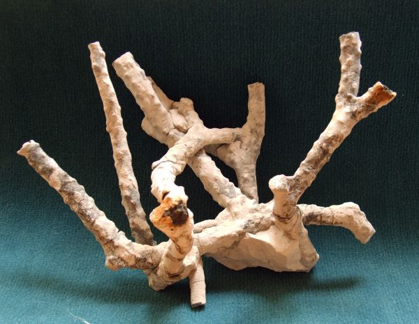 Locality: Teutonia, Misburg
Specimen width : 220 mm