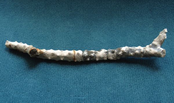 Locality: Teutonia, Misburg
Specimen width : 190 mm