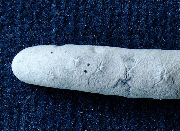 Locality: Teutonia, Misburg
Twig length : 140 mm