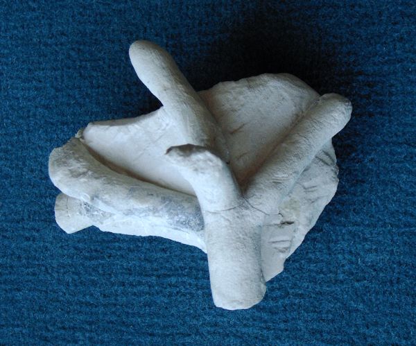 Locality: Teutonia, Misburg
Height : 70 mm