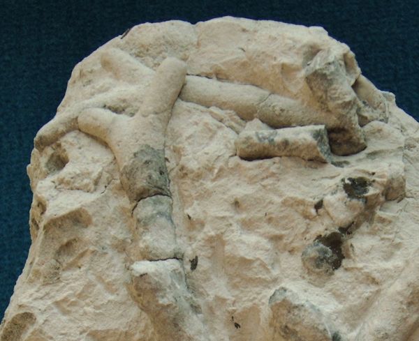 Locality: Teutonia, Misburg
Width : 70 mm