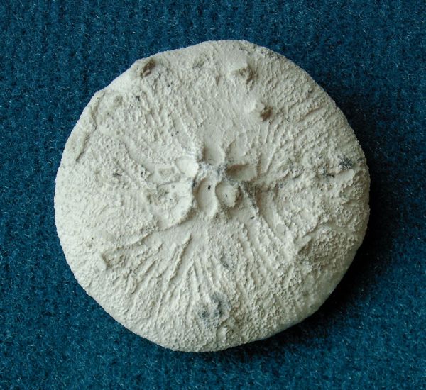 Locality: Teutonia, Misburg
Width: 55 mm
Thickness of disc: 13 mm