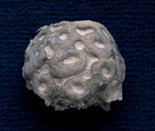 Locality: Alemannia, Höver,
Width: 40 mm