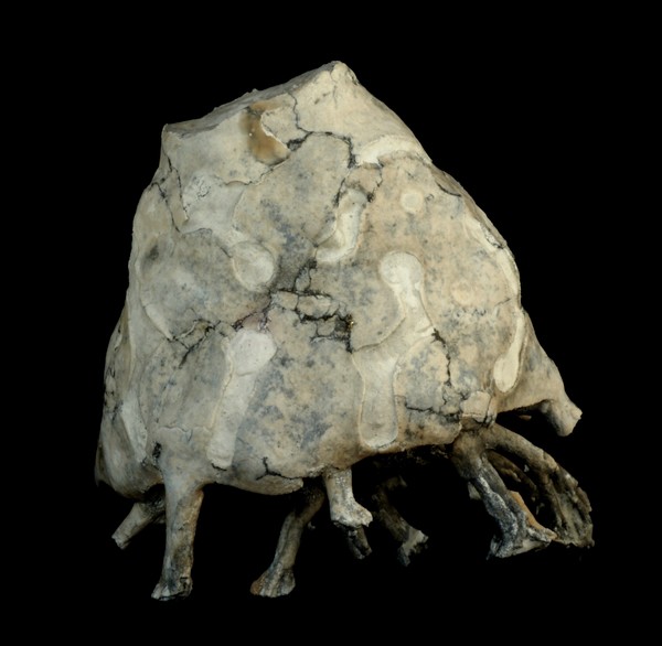 Locality: Alemannia, Höver,
Width: 55 mm