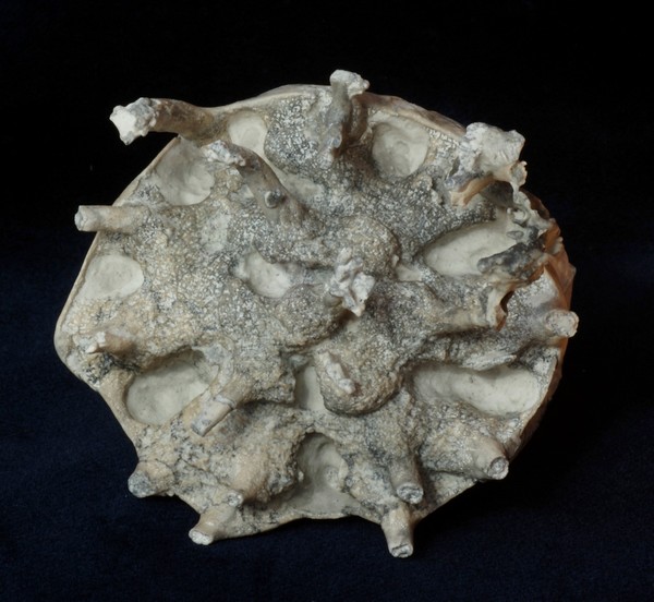 Locality: Alemannia, Höver,
Width: 55 mm