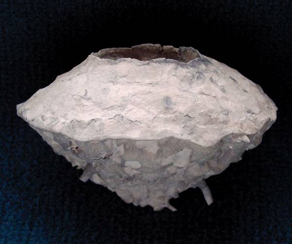 Locality: Alemannia, Höver,
Width: 85 mm