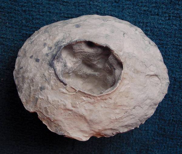 Locality: Alemannia, Höver,
Width: 85 mm