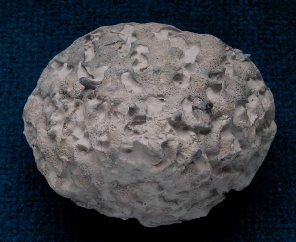 Locality: Alemannia, Höver,
Width: 85 mm