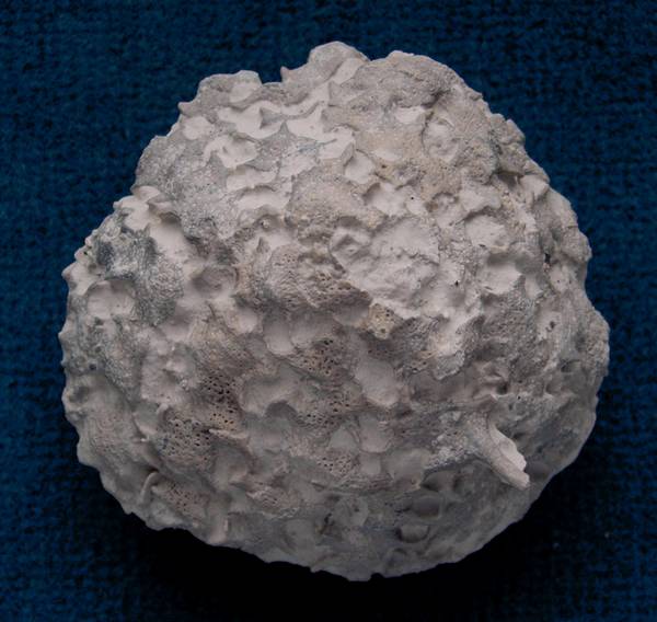 Locality: Alemannia, Höver,
Width: 85 mm