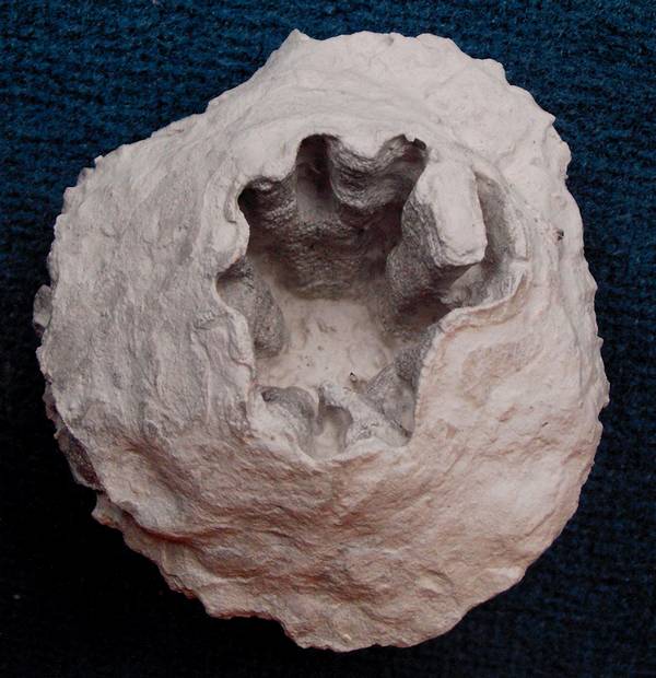 Locality: Alemannia, Höver,
Width: 85 mm