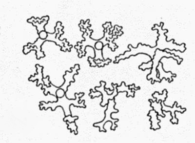 Spicules of Chenendopora. From Schrammen (1910)