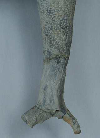 root