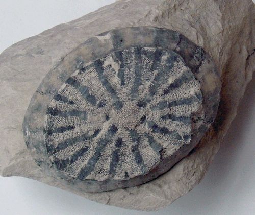 Locality: Teutonia, Misburg
Diameter: 80 mm