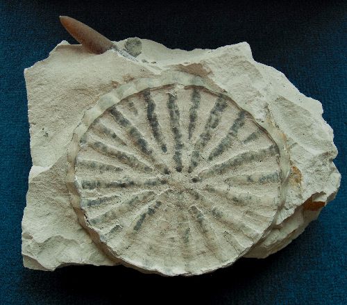 Locality: Teutonia, Misburg
Diameter: 130 mm