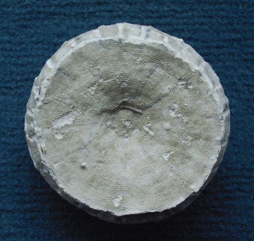 Locality:   Alemannia, Höver
Diameter: 50 mm