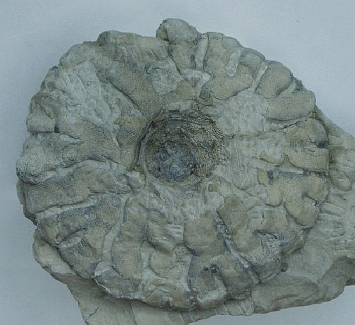 Locality: Teutonia, Misburg
Diameter: 130 mm