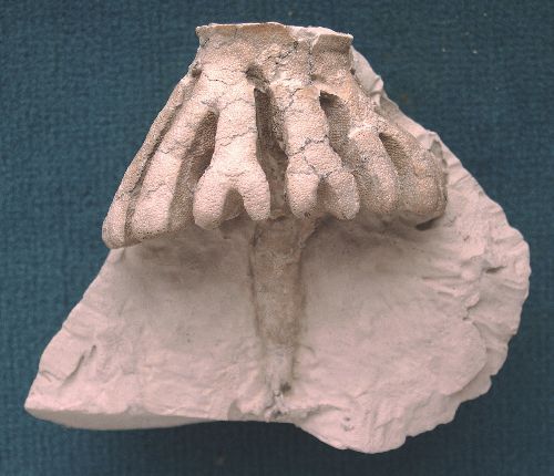 Locality: Teutonia, Misburg
Diameter: 80 mm