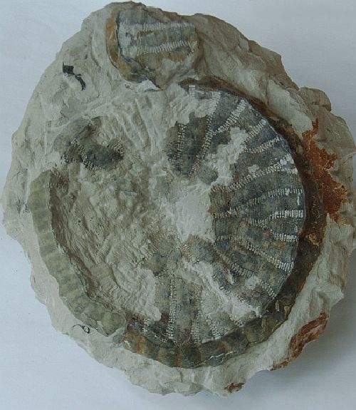 Locality: Teutonia, Misburg
Diameter: 160 mm