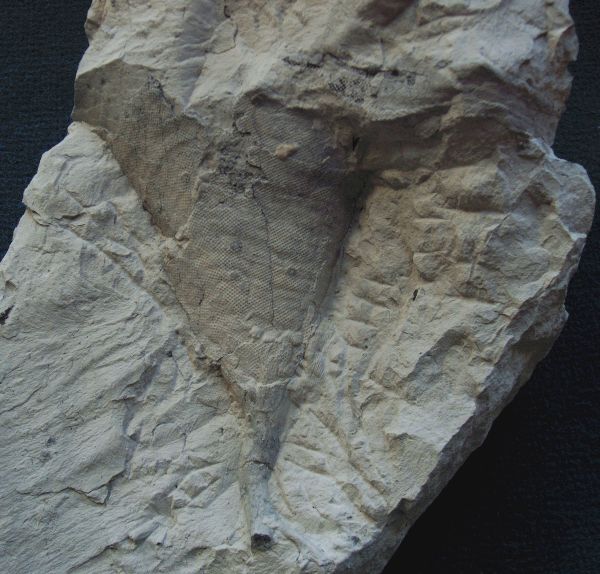 Locality: Teutonia, Misburg
Height: 170 mm
top view