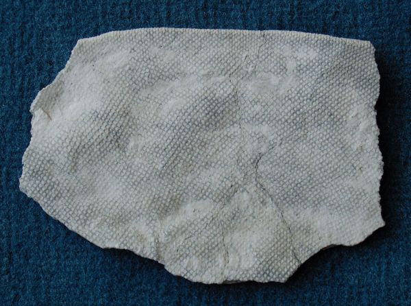 Locality: Teutonia, Misburg
Width: 100 mm
outside (dermal side)