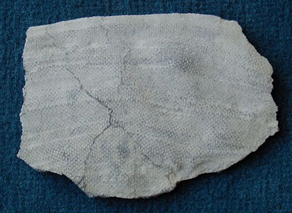 Locality: Teutonia, Misburg
Width: 100 mm
inside (gastral side)