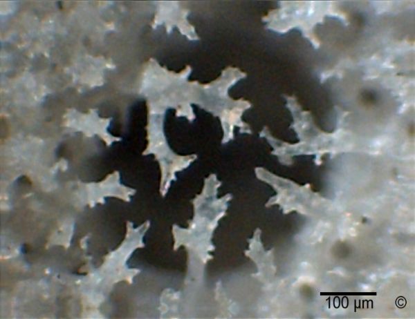 Locality: Teutonia, Misburg. Inside (gastral side)