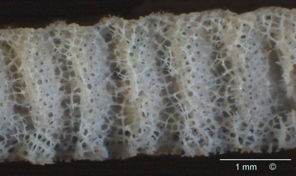 Locality: Teutonia, Misburg. Cross fracture