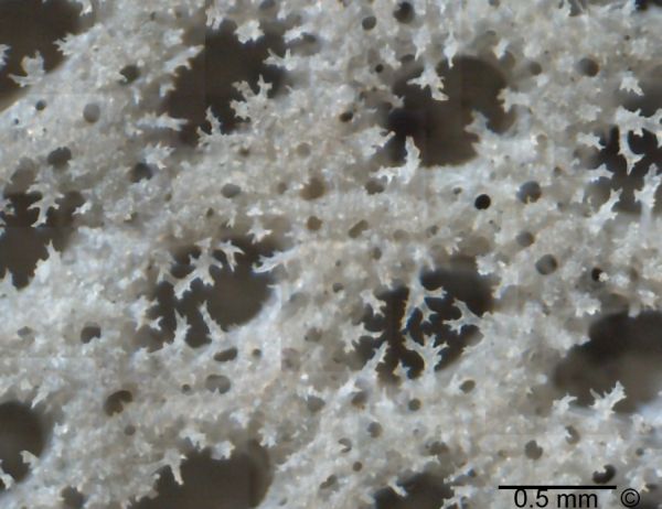 Locality: Teutonia, Misburg. Inside (gastral side)