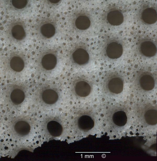 Locality: Teutonia, Misburg. Outside (dermal side)