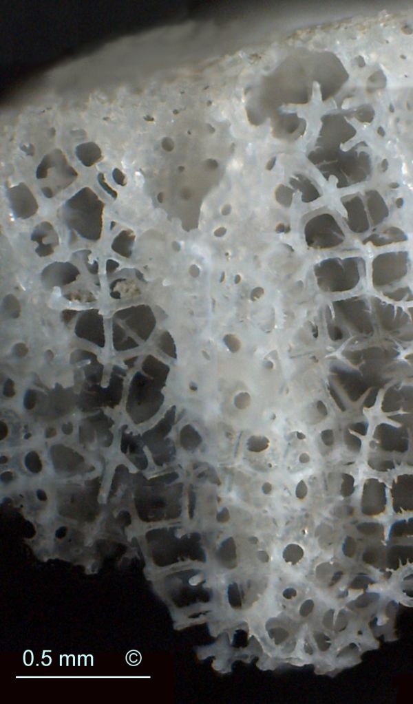 Locality: Teutonia, Misburg. Cross fracture