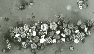 Pyrit-Framboide, Höver