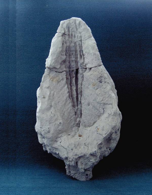 Locality: Teutonia, Misburg. Height 290 mm