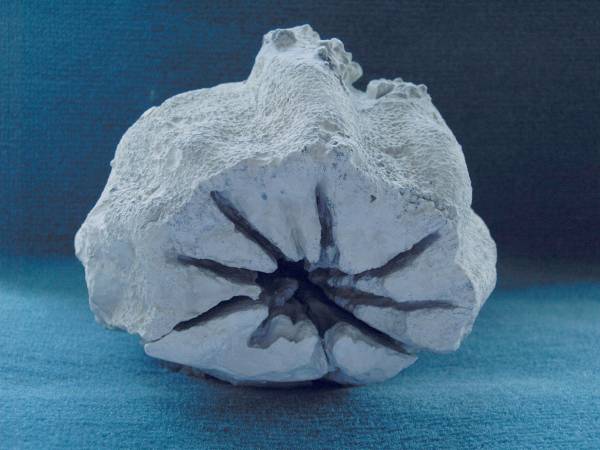 Locality: Teutonia, Misburg. Width  140 mm