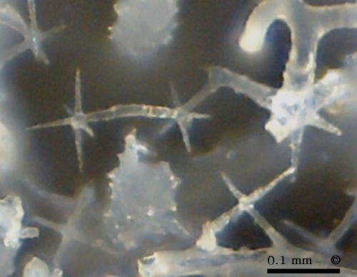 Photomicrograph, hexactines