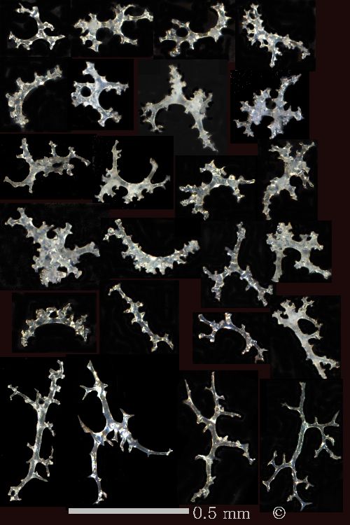 Plate with scleres of Leiochnia robusta.