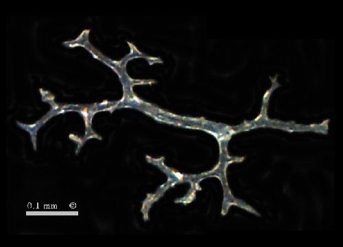 Leiochonia rhizoclonid