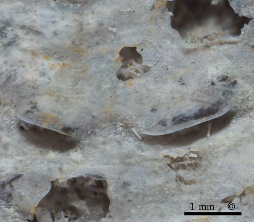 Photomicrograph, gastral surface