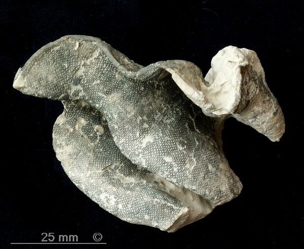 Locality: Alemannia, H&ouml;ver Width: 60 mm