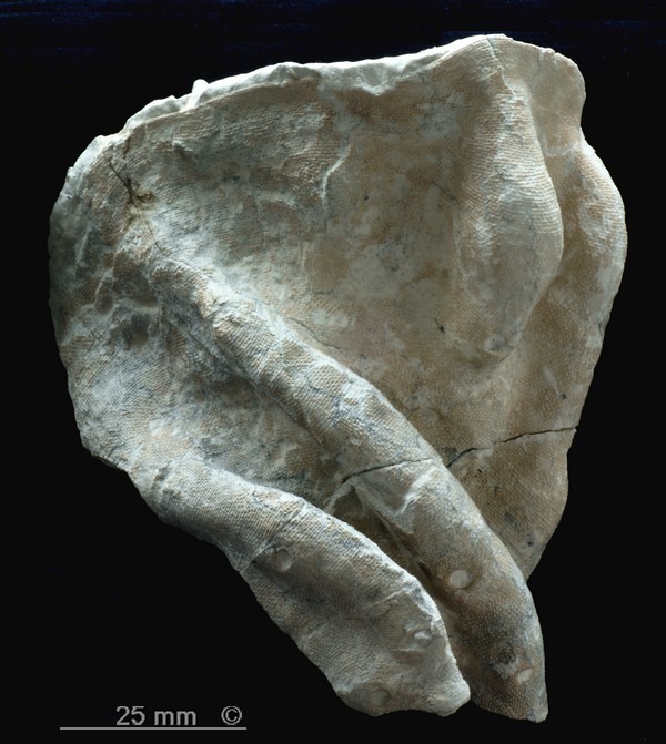 Locality:  Alemannia, H&ouml;ver