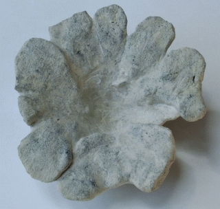 Locality. Teutonia, Misburg
bottom view
Depth: 35 mm
