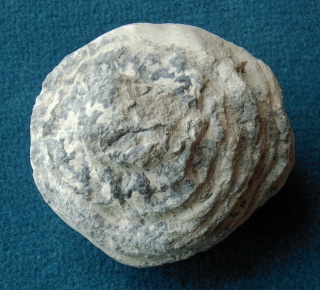 Locality: Teutonia, Misburg
Width: 70 mm