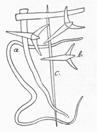 Spicules, After Schrammen (1910)