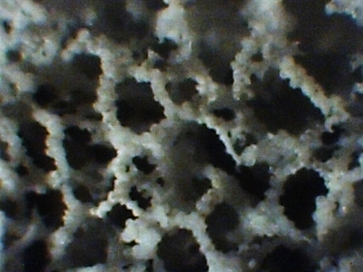 Locality: Teutonia, Misburg
 Width 2.5 mm