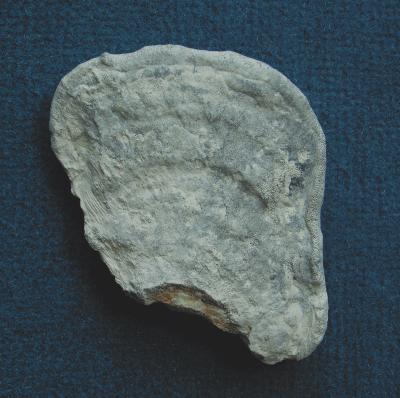 Locality: Teutonia, Misburg
Width: 60 mm