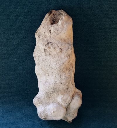 Locality: Germania IV, Misburg. Height: 190 mm Locality: Germana IV, Misburg
Height: 190 mm