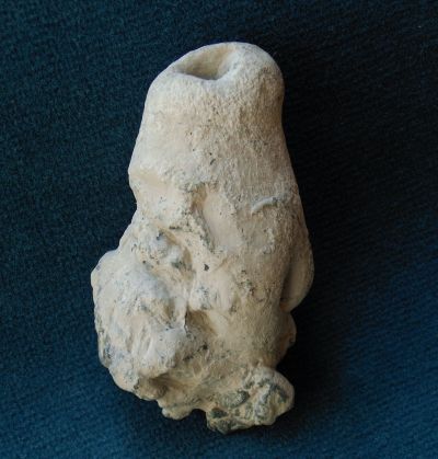 Locality: Teutonia, Misburg. Height: 120 mm Locality: Teutonia, Misburg
Height: 120 mm