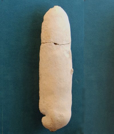 Locality: Teutonia, Misburg. Height: 380 mm Locality: Teutonia, Misburg
Height: 380 mm